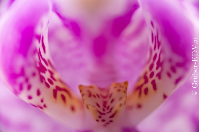 Foto - Makro - Blüte Orchidee